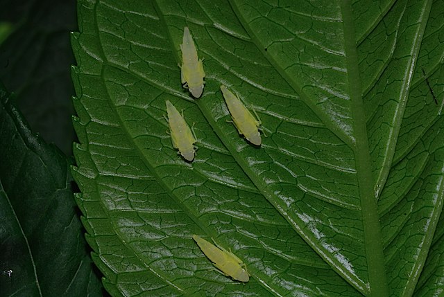 identificazione: Graphocephala fennahi dal biellese