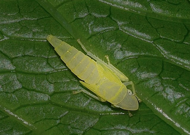 identificazione: Graphocephala fennahi dal biellese