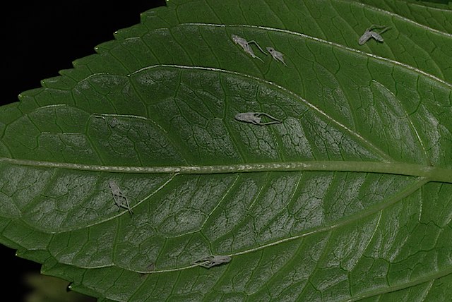 identificazione: Graphocephala fennahi dal biellese