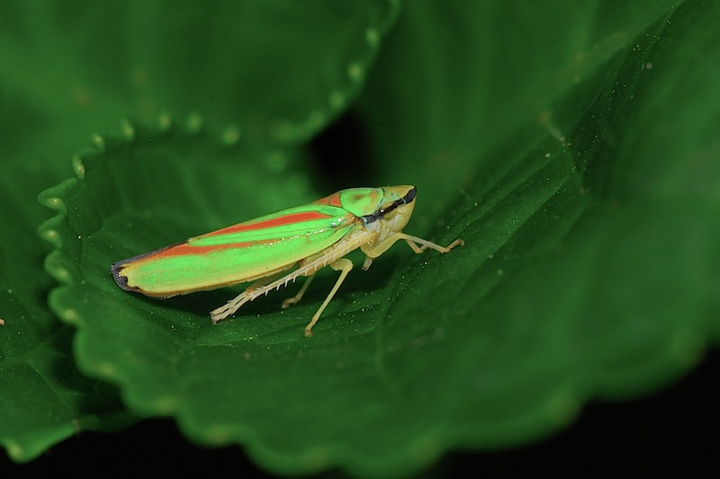 identificazione: Graphocephala fennahi dal biellese