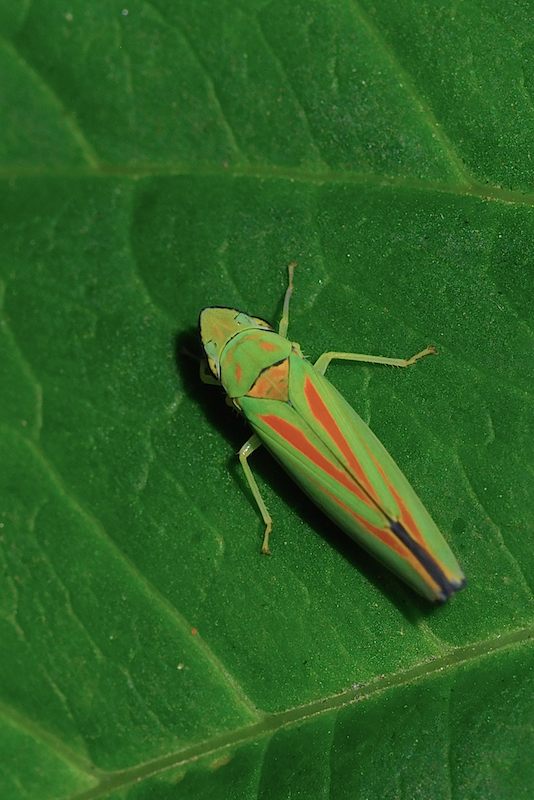 identificazione: Graphocephala fennahi dal biellese