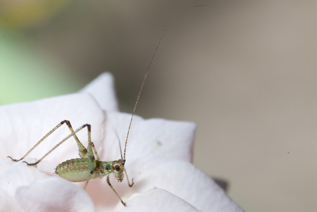 Neanide di Phaneroptera sp.