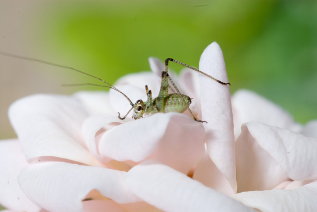 Neanide di Phaneroptera sp.