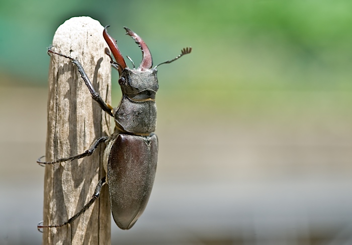 cervo volante