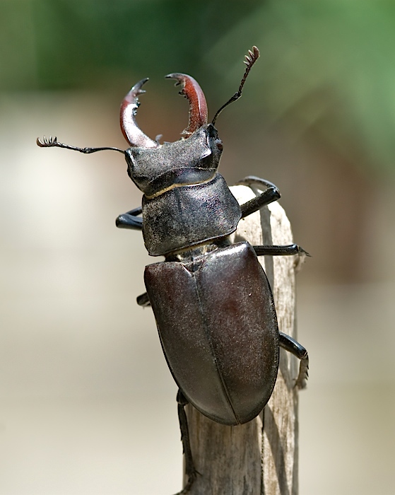 cervo volante