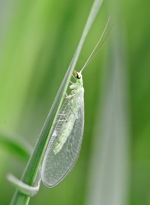 due scatti (chrysopa)