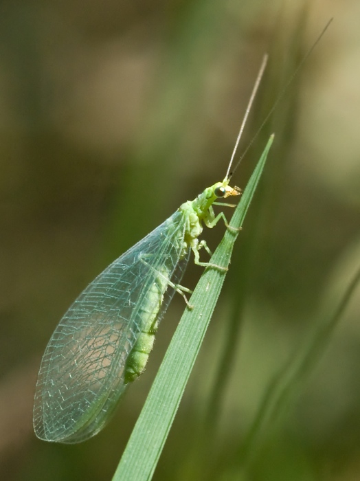 due scatti (chrysopa)