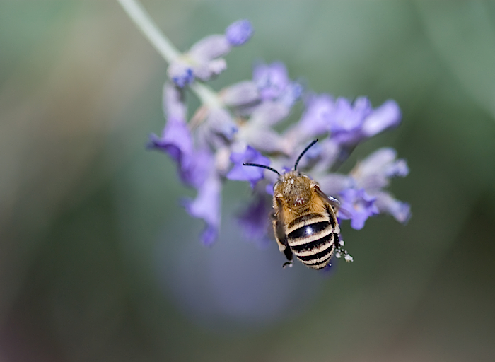In posizione di riposo: Apidae Anthophorinae