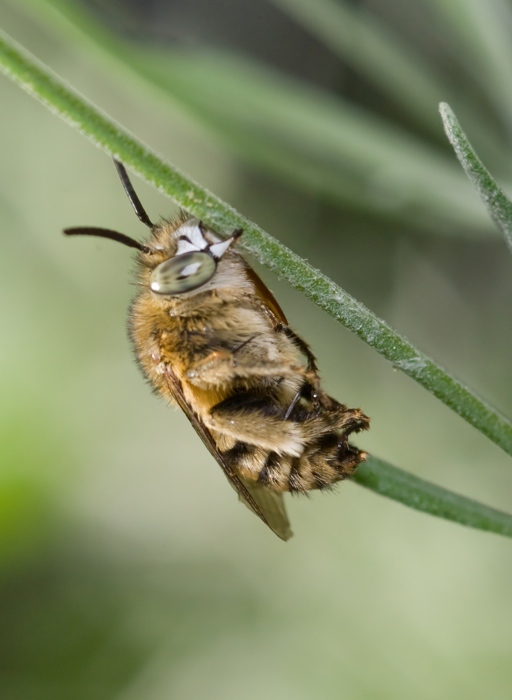 In posizione di riposo: Apidae Anthophorinae