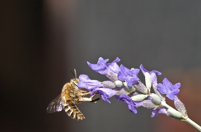 In posizione di riposo: Apidae Anthophorinae