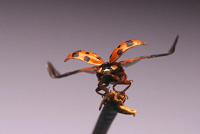 coccinella in assetto di volo