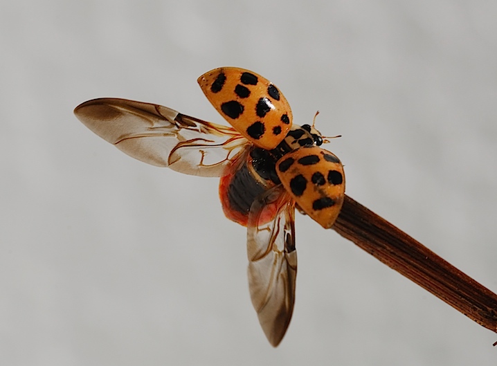 ancora una coccinella !!!!!!