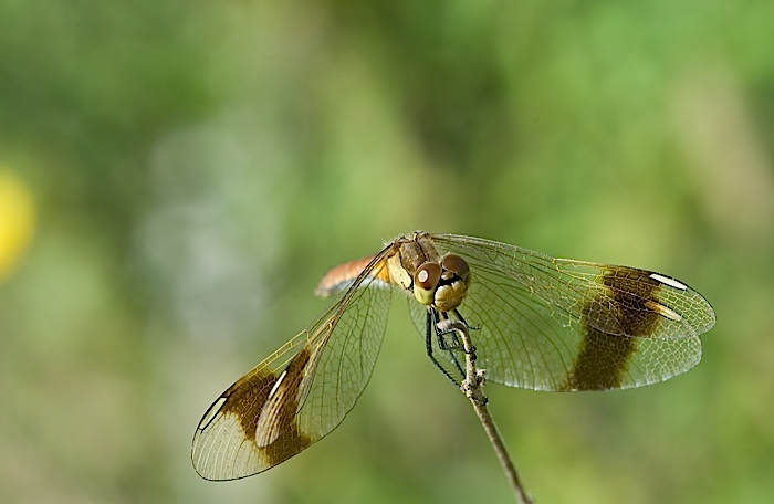 libellula (sympetrum pedemontanum ??)