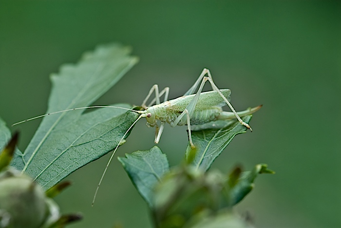 Meconema thalassinum (Meconematidae)