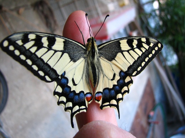 una farfalla