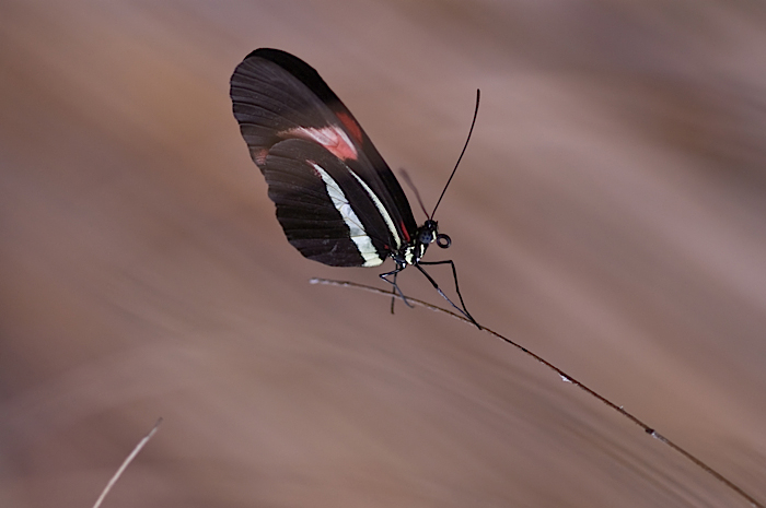 heliconius melpomene