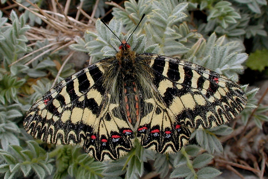 Zerynthia polyxena