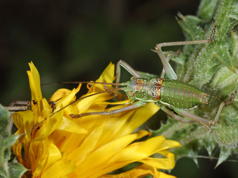 Uromenus  sp. siciliano.