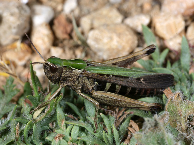 Acrididae siciliano: Omocestus rufipes