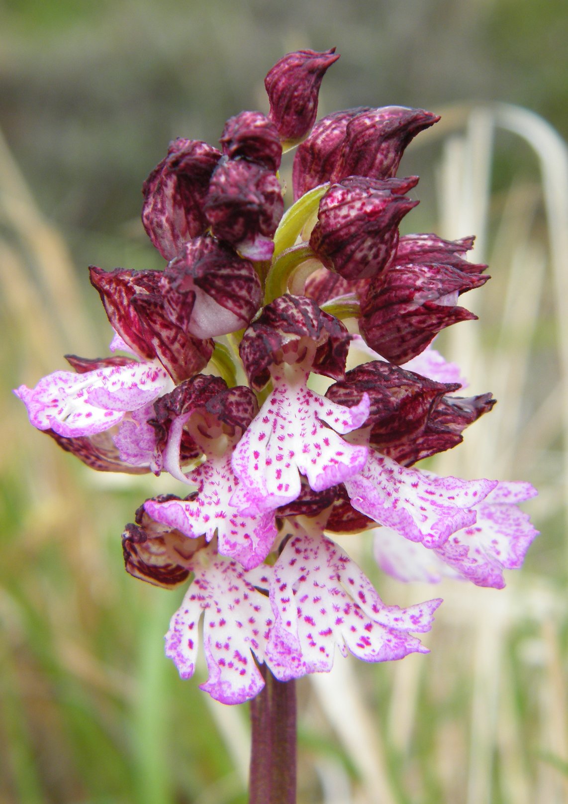 Orchis purpurea
