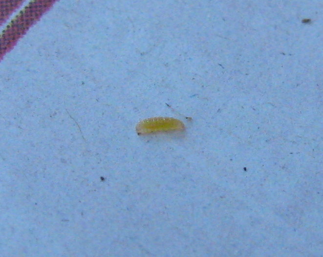 Aphidoletes?