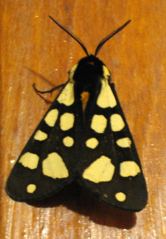 farfalla gialla e nera da determinare - Arctia villica
