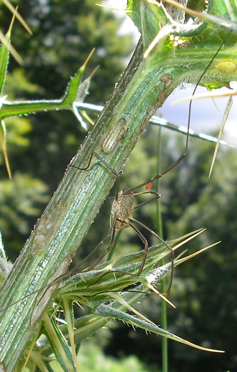 Phalangium opilio parassitato da Leptus della Toscana