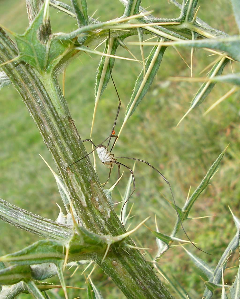Phalangium opilio parassitato da Leptus della Toscana