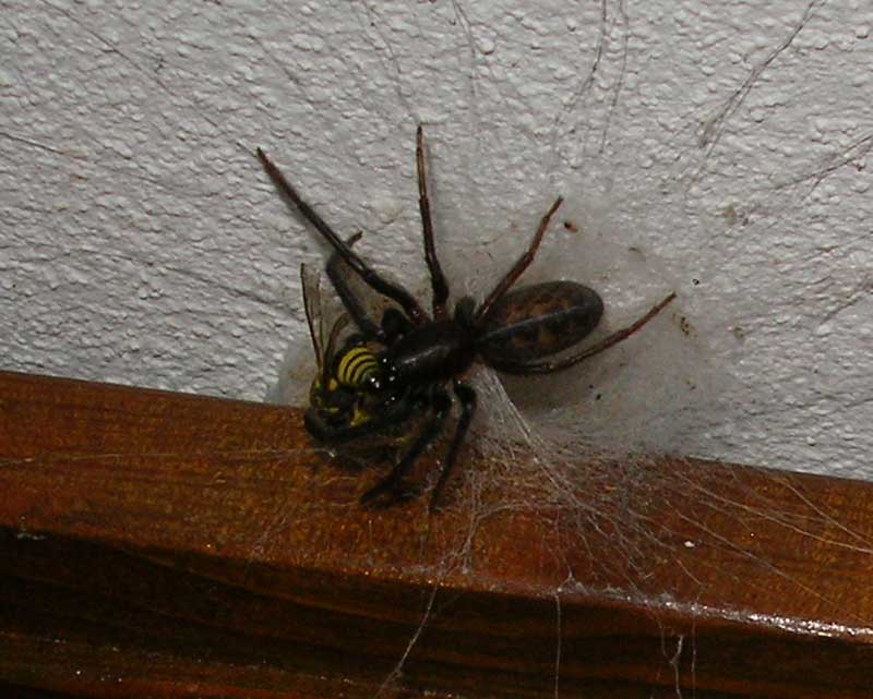 Identificazione: Segestria florentina