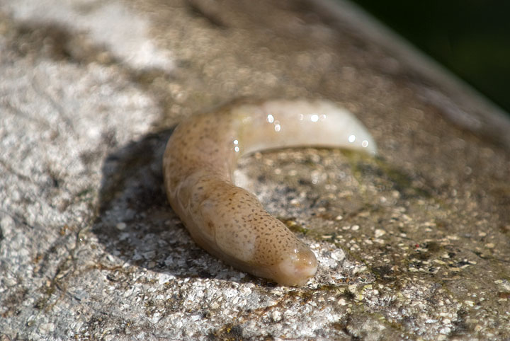 Limax millipunctatus sensu Forcart dal Abruzzo ()