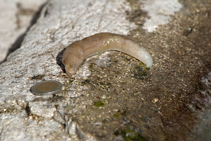 Limax millipunctatus sensu Forcart dal Abruzzo ()