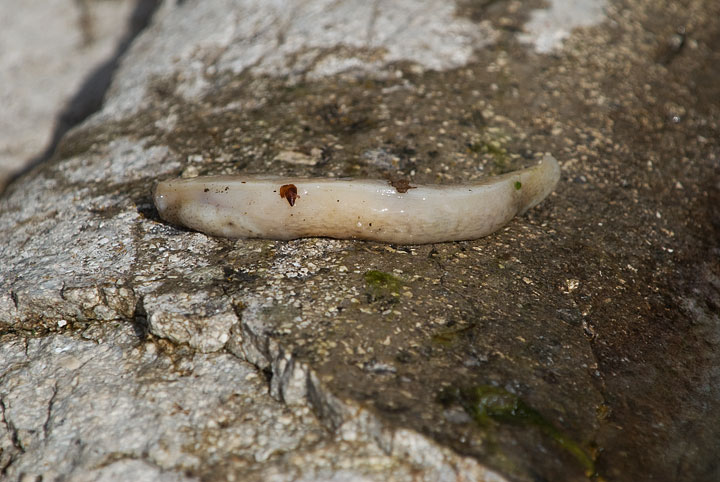 Limax millipunctatus sensu Forcart dal Abruzzo ()