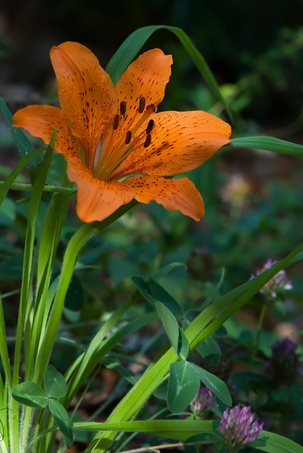Lilium bulbiferum subsp. croceum / Giglio rosso, Giglio di San Giovanni