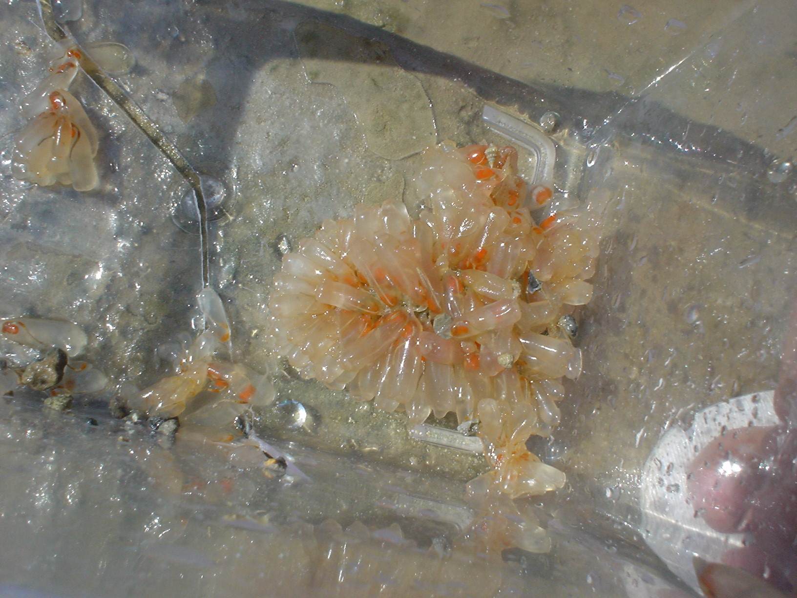 identificazione uova da stagno marino