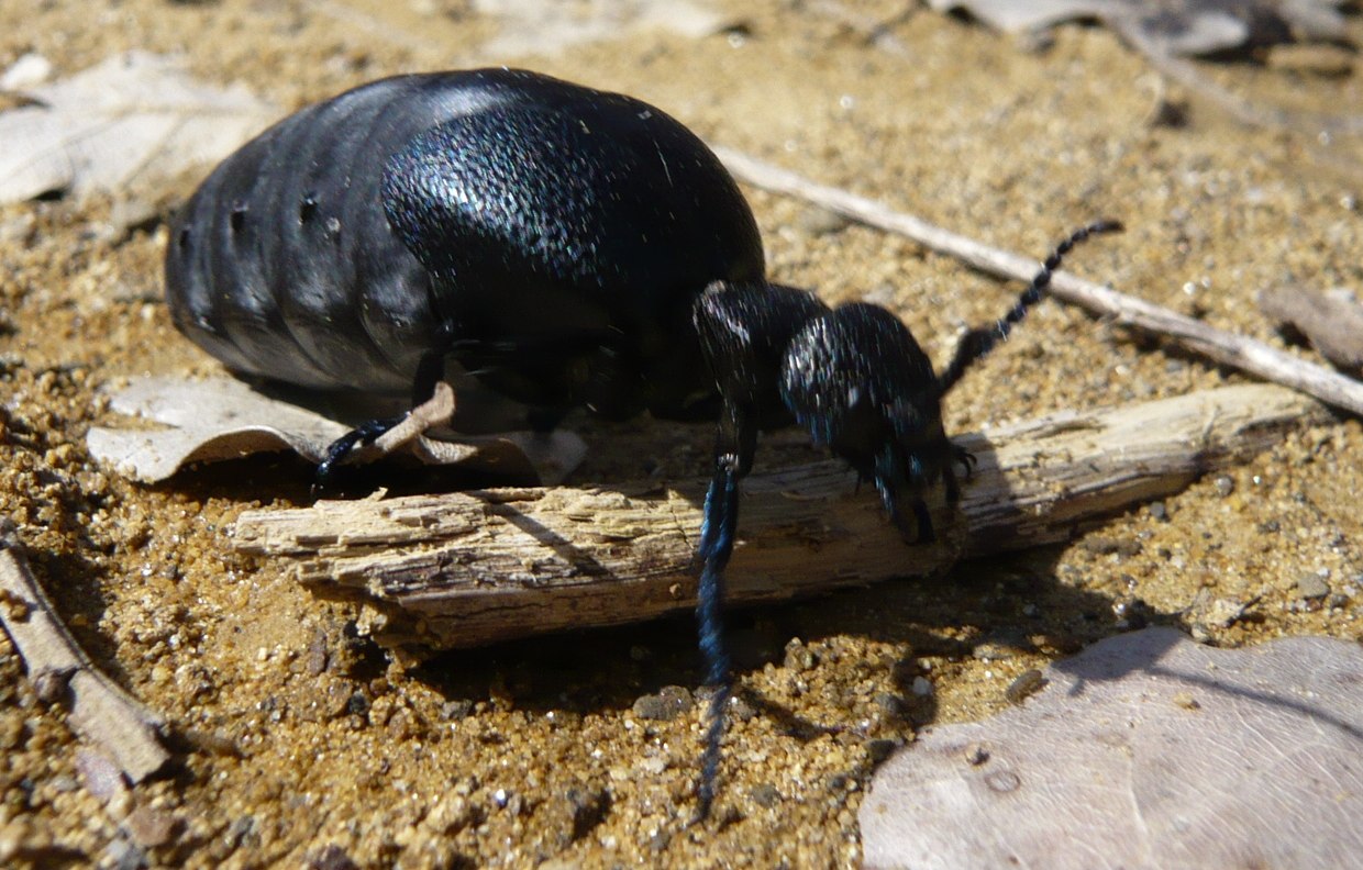 una strana formica? no, Meloe cicatricosus