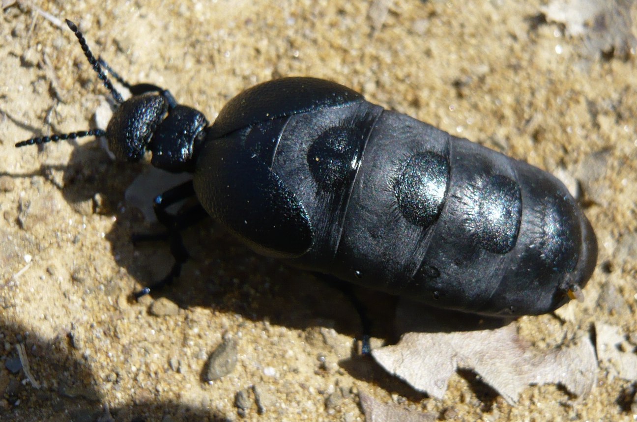 una strana formica? no, Meloe cicatricosus