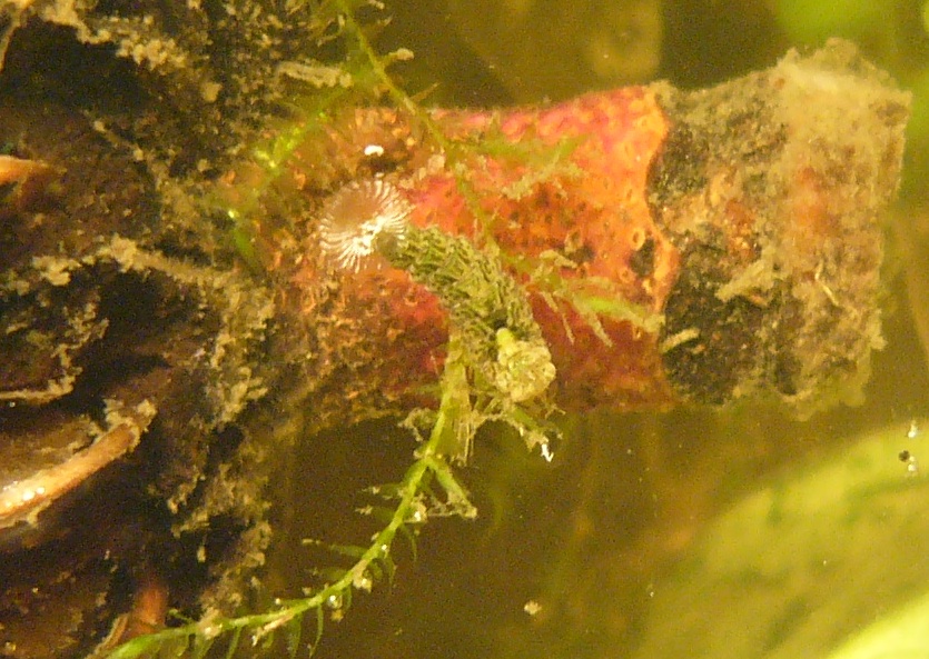 Oggi a villa Doria Pamphili larva di un dittero Stratiomydae
