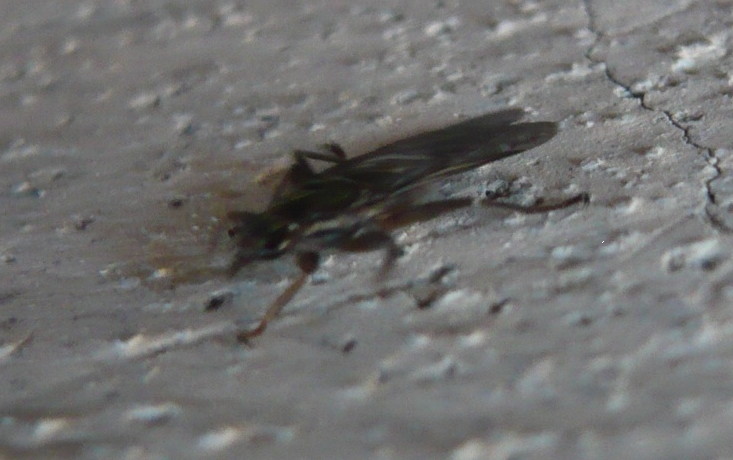 Mosca... di che tipo?