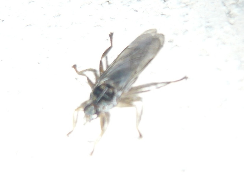Mosca... di che tipo?