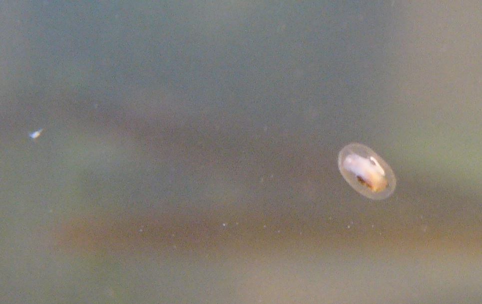 Strano mollusco di acqua dolce...