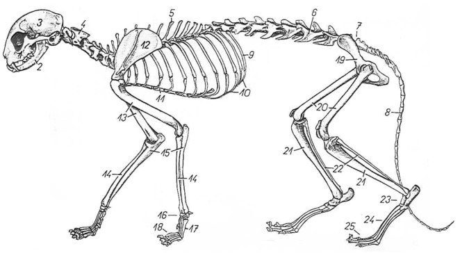 sezione di colonna vertebrale - di cosa?