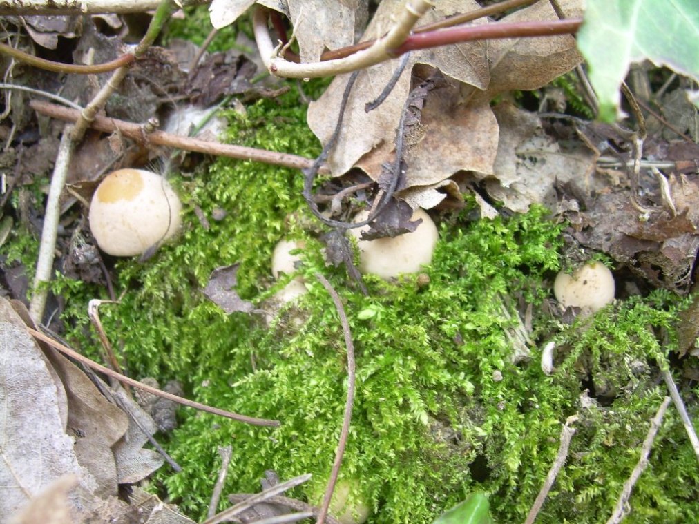 Calocybe gambosa