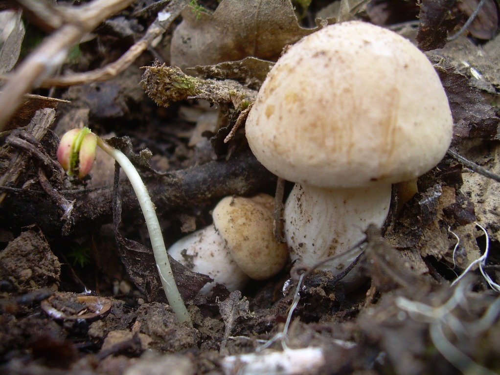 Calocybe gambosa