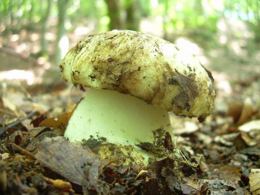 Casentino: qualcosa c�....