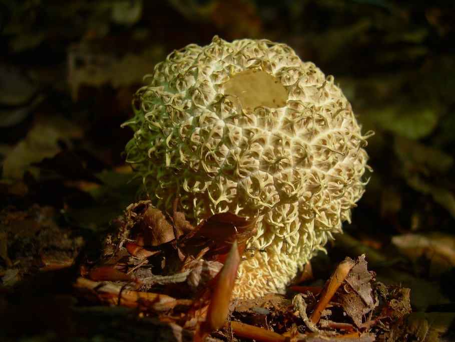 Casentino: qualcosa c�....