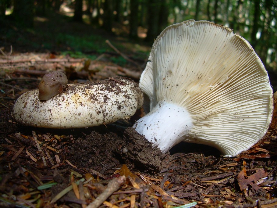 Casentino: qualcosa c�....