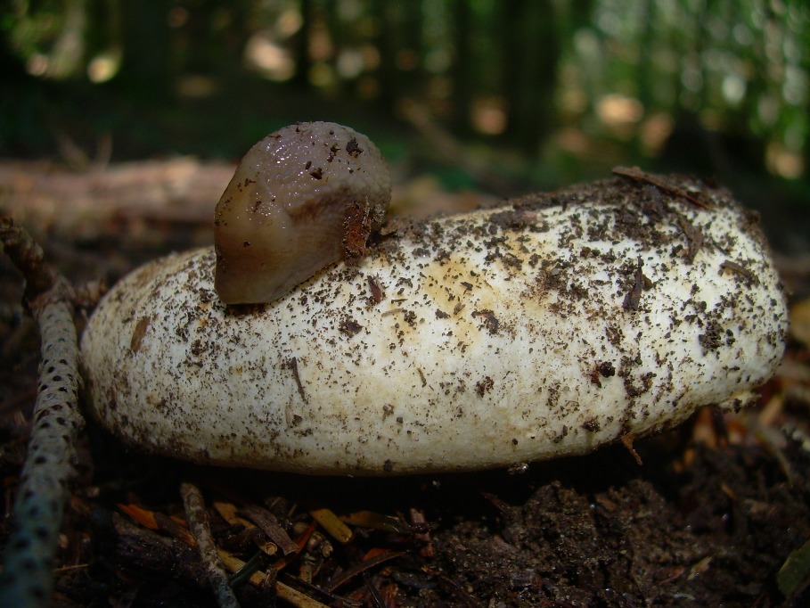 Casentino: qualcosa c�....