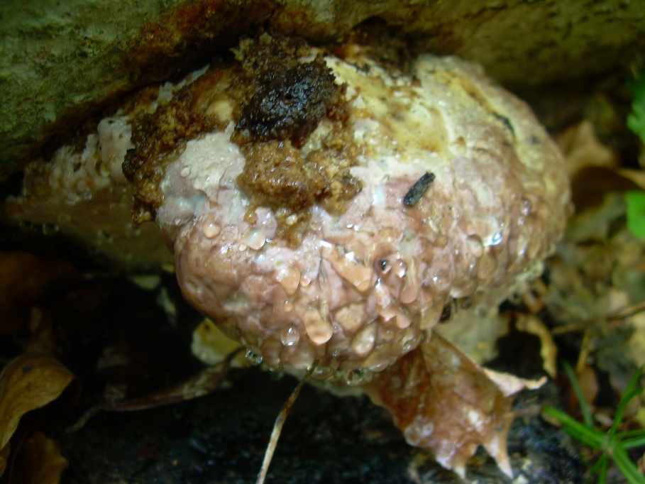 Casentino: qualcosa c�....