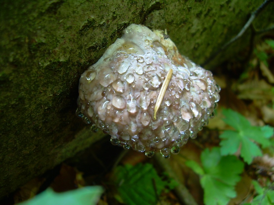 Casentino: qualcosa c�....