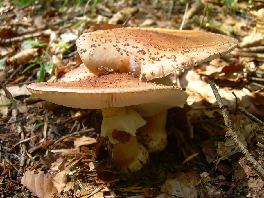 Casentino: qualcosa c�....